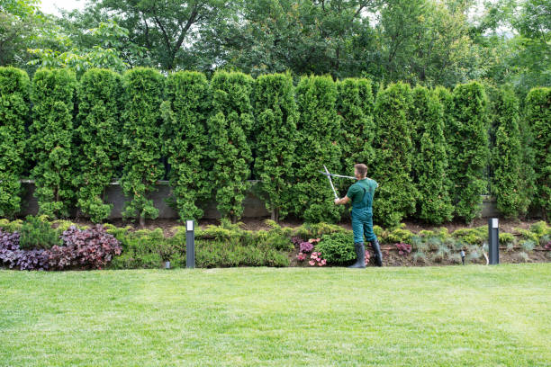How Our Tree Care Process Works  in  Wamac, IL